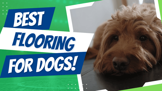 Best Flooring for Homes with Dogs