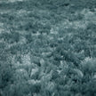 Billow Shag Sea